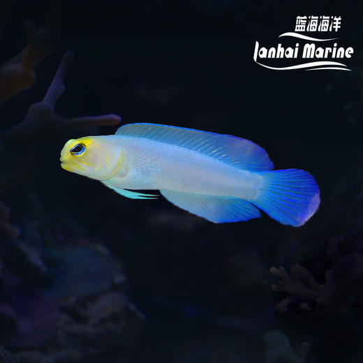 美国大帆鸳鸯 商品图0