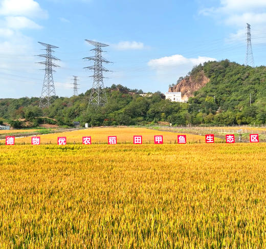 【分销】稻田里的甲鱼 农家户外稻田河流自然生长精品高品质鳖 商品图5