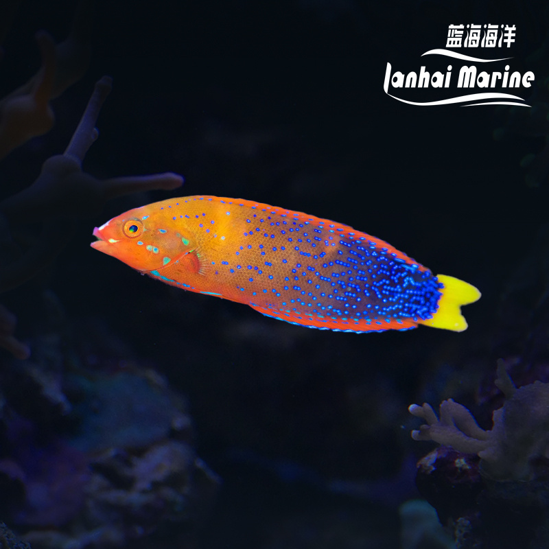 白点红龙（成鱼）彩龙