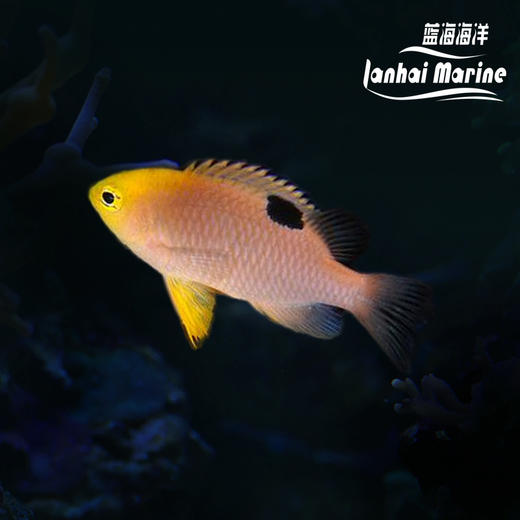 金头魔/太阳魔 商品图0