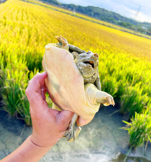 【分销】稻田里的甲鱼 农家户外稻田河流自然生长精品高品质鳖 商品图2
