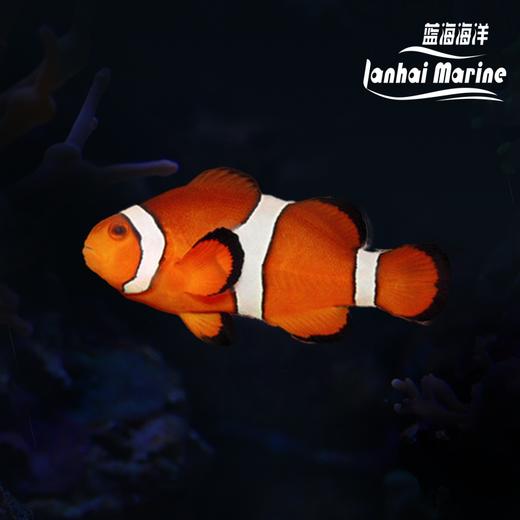 人工公子小丑 商品图0