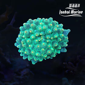 绿奶嘴葵