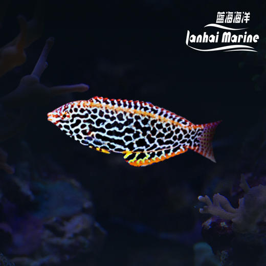 豹纹龙 商品图0