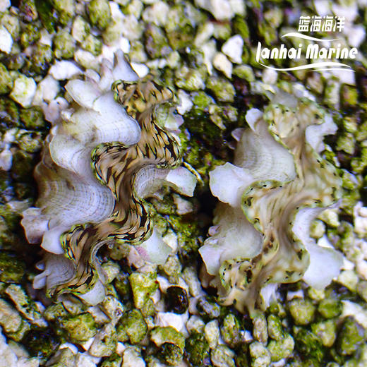 人工鳞砗磲（滤水） 商品图11