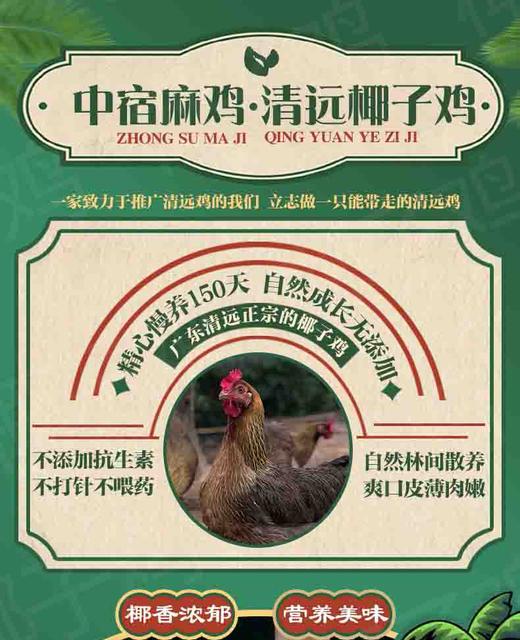 L农一代清远椰子鸡
500g/盒 商品图1