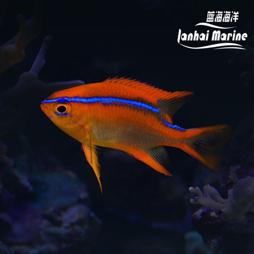 红燕子魔 商品图0