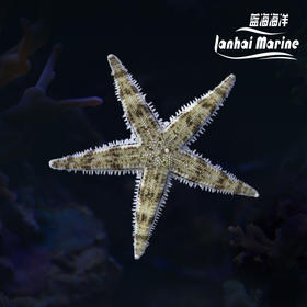 翻沙星
