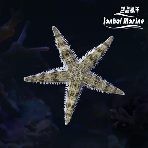 翻沙星 商品图0