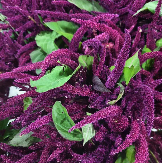 红小米 商品图0