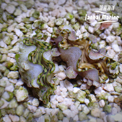 人工鳞砗磲（滤水） 商品图9