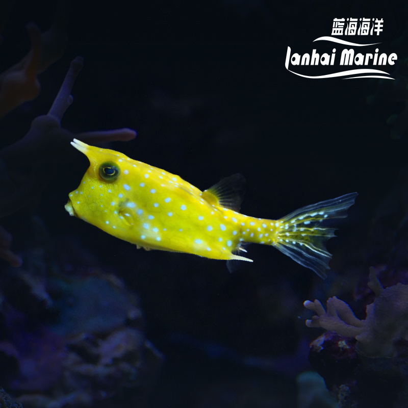牛角