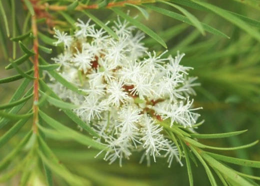 茶树精油 15ml 商品图2