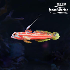 印尼白天线虾虎