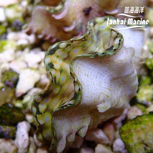 人工鳞砗磲（滤水） 商品图13