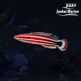 伊津狐