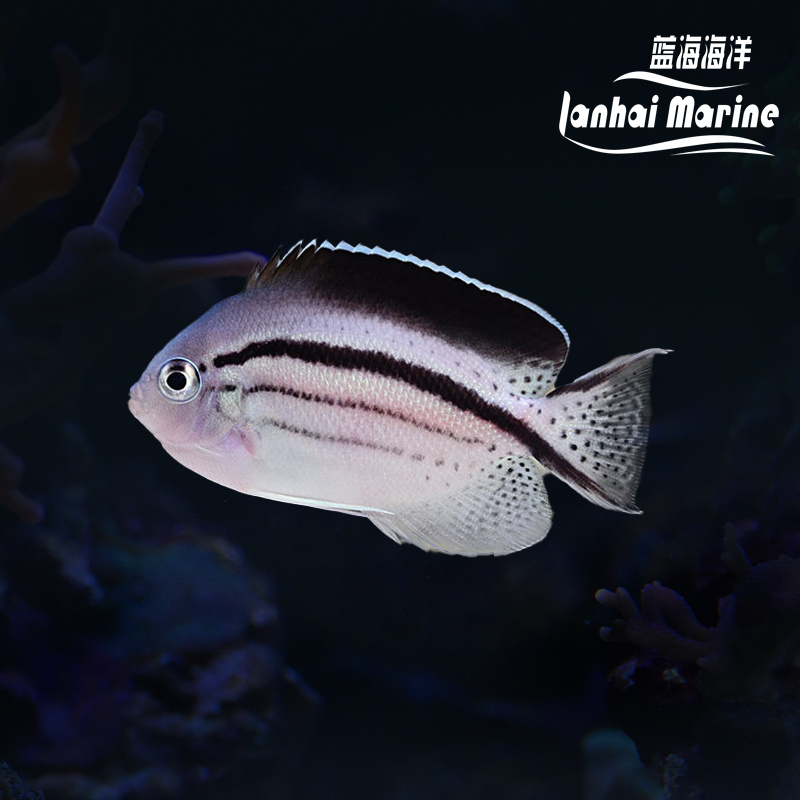 拉马克