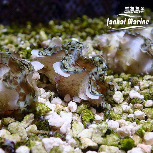 人工鳞砗磲（滤水） 商品图12