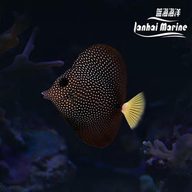南非珍珠吊