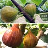 有机无花果 商品缩略图6