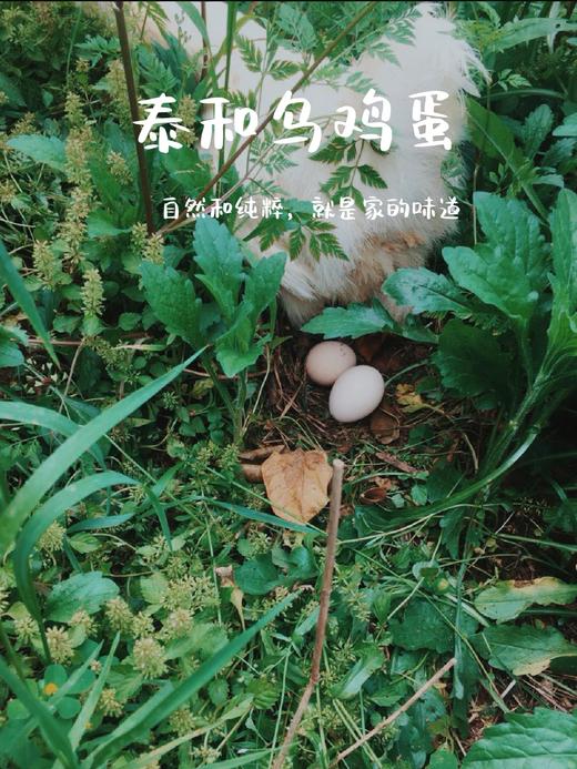 L泰和凤升原种泰和乌鸡30枚 商品图5