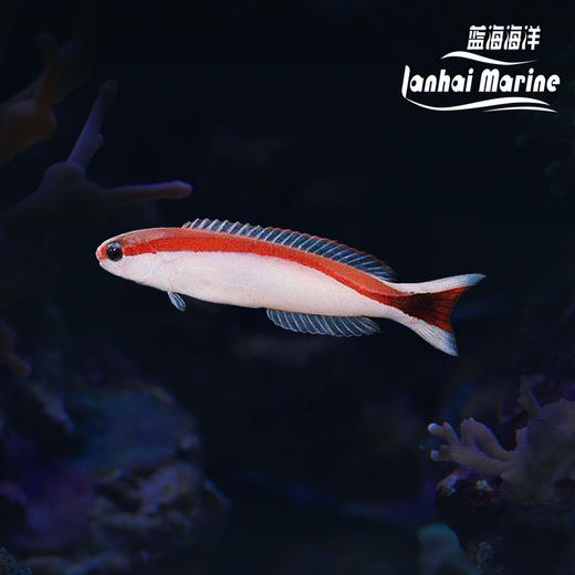 红白鸳鸯 商品图0