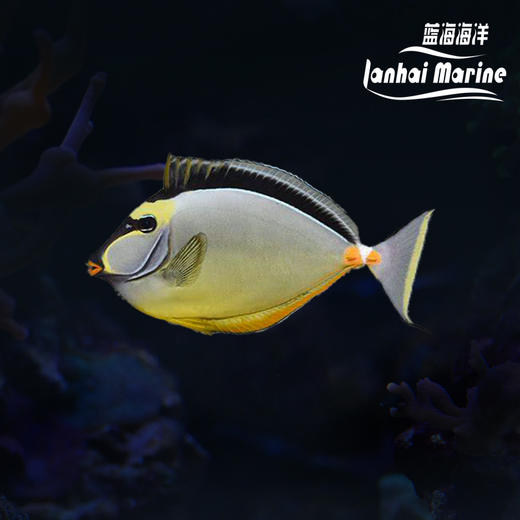 天狗吊 商品图0