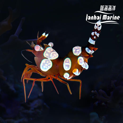 性感虾 商品图0