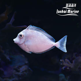 独角吊