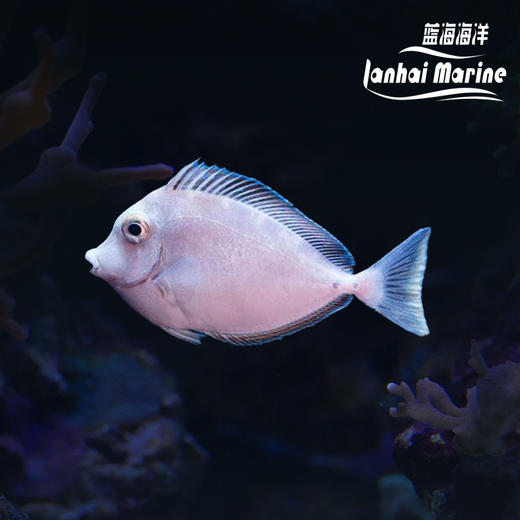 独角吊 商品图0