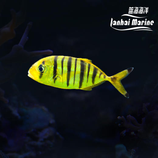 人工黄金参 黄金鲹 金领航 黄鹂无齿鲹 群游 商品图0