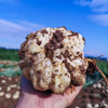 药食同源｜鲜龙牙百合（可能有土，介意慎拍） 商品缩略图1