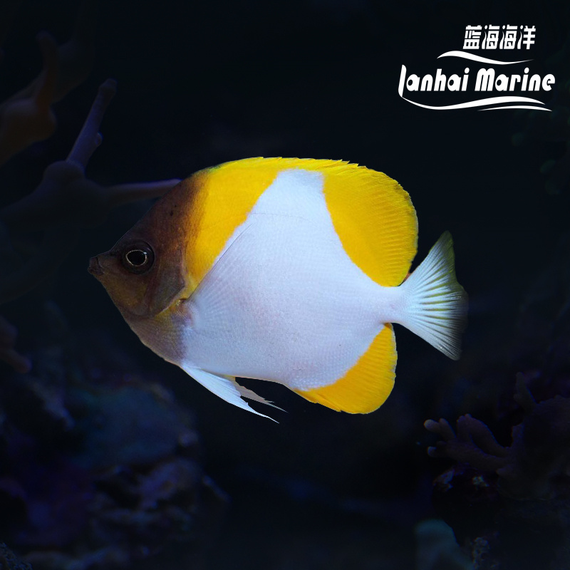 黄霞蝶 不吃珊瑚