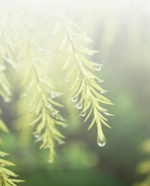 茶树精油 15ml 商品图0