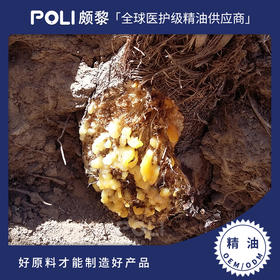 伊朗进口白松香精油原料伊朗天然单方精油颇黎白松香精油批发