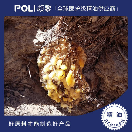 伊朗进口白松香精油原料伊朗天然单方精油颇黎白松香精油批发 商品图0