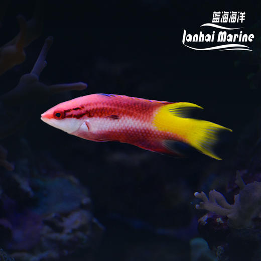 美国红狐 商品图0