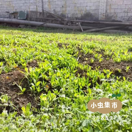 生态冷制手工皂 约80±5g | 合作农友生产，来自山西太原，生产者：马青梅 ＆【公平贸易农人定价】 商品图9