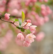 桃花运好的人，有哪些外貌特点？