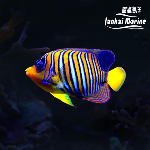 红海金毛巾 商品图0