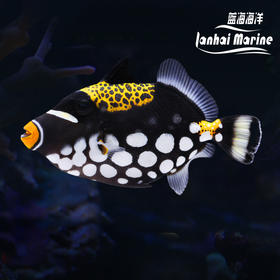 小丑炮弹