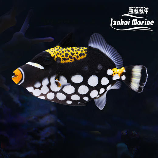 小丑炮弹 商品图0