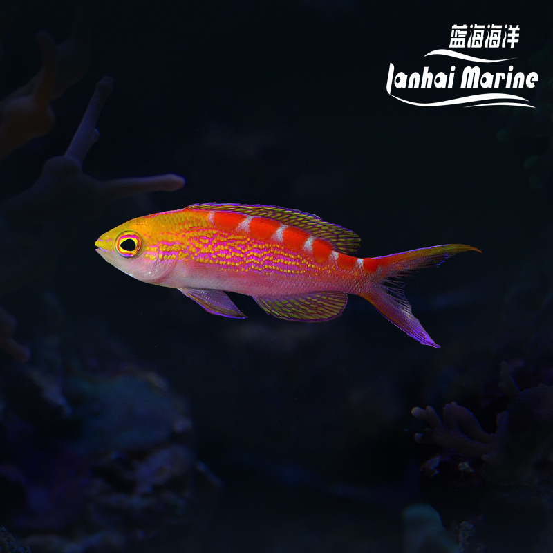 金虎纹宝石