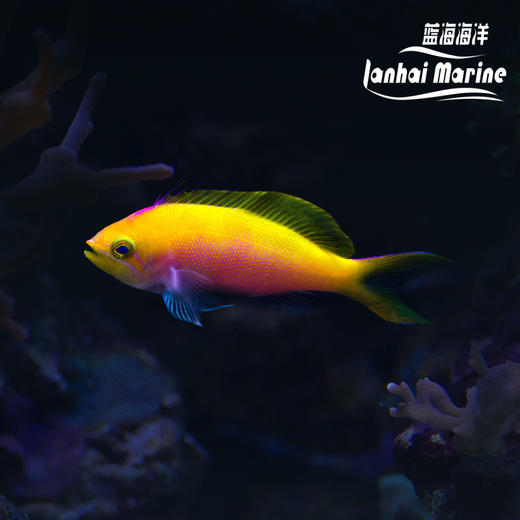 夏威夷宝石 公 商品图0