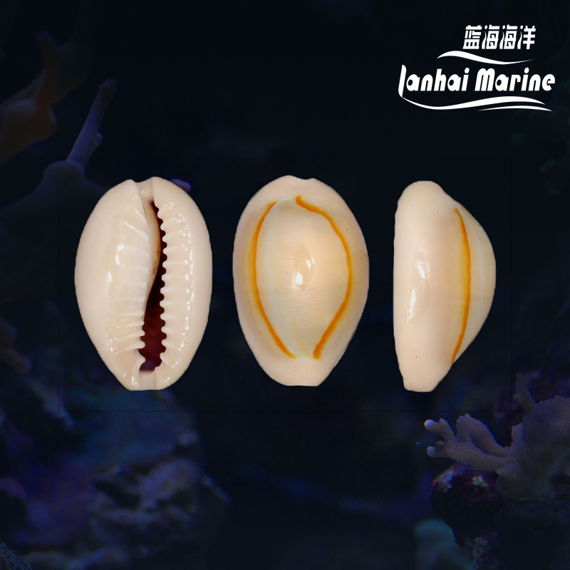 金环宝螺（吃红泥，黑毛藻）