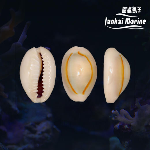 金环宝螺（吃红泥，黑毛藻） 商品图0