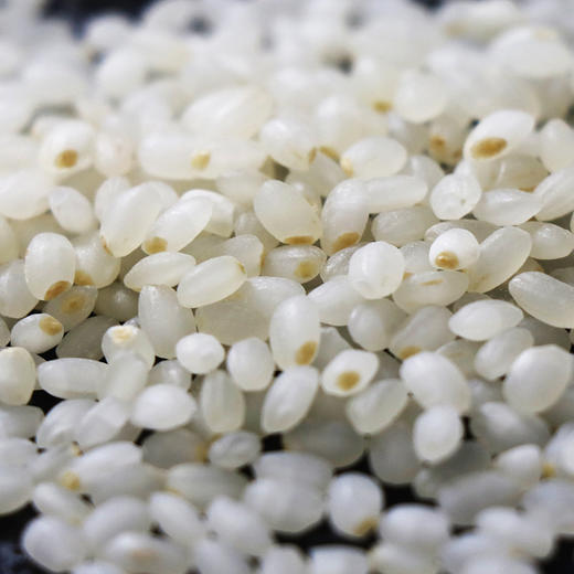 「鲜芽米！软糯香甜」现碾胚芽米2.5kg留胚大米 搭配宝宝辅食营养粥米胚芽米5斤粮油米面 商品图1