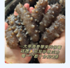 【长岛野生海参】具有高蛋白质！肉质厚实，参体饱满，弹性足！参刺挺拔，泡发率高！还可提高免疫力，温和滋补，降血脂等！做法多样，煲粥、蘸食、凉拌等！【TJ-J】 商品缩略图2