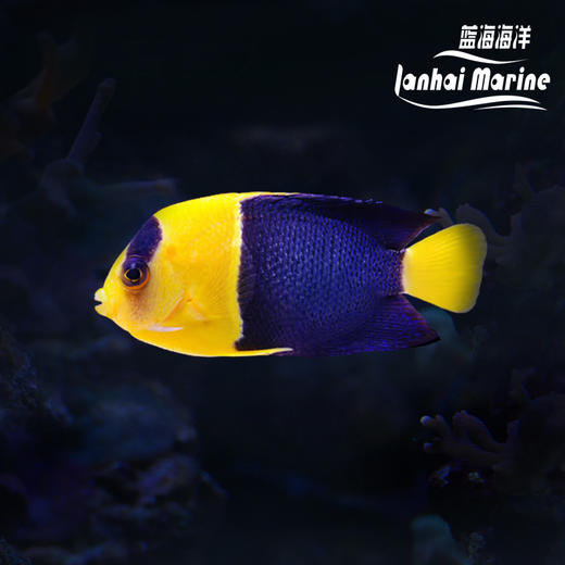 石美人 商品图0