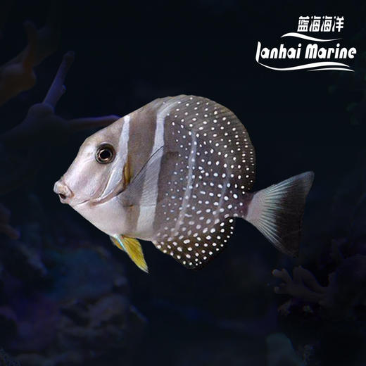 芥辣吊 商品图0